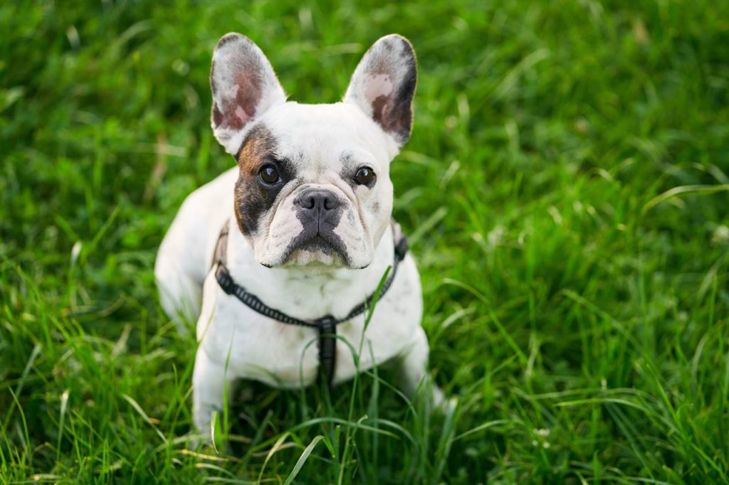 Descubre los Fascinantes Tipos de Bulldog Francés que Te Encantarán