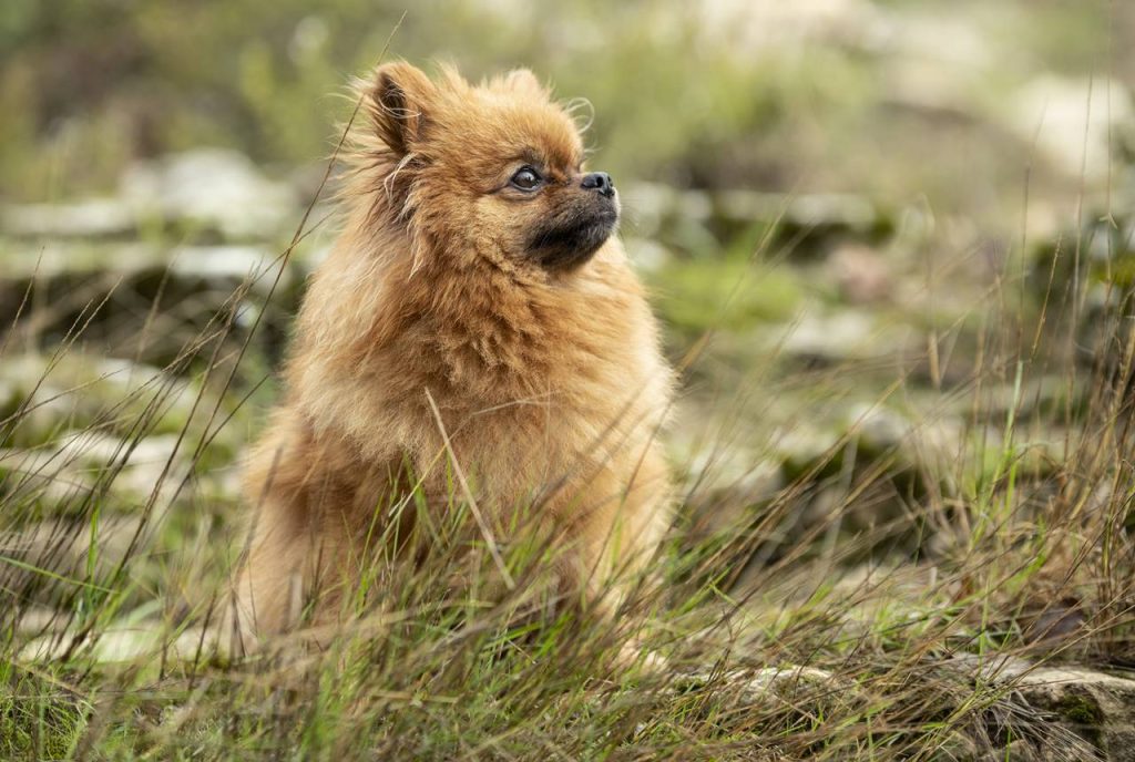 Descubre los Fascinantes Tipos de Perro Pomerania que Te Encantarán