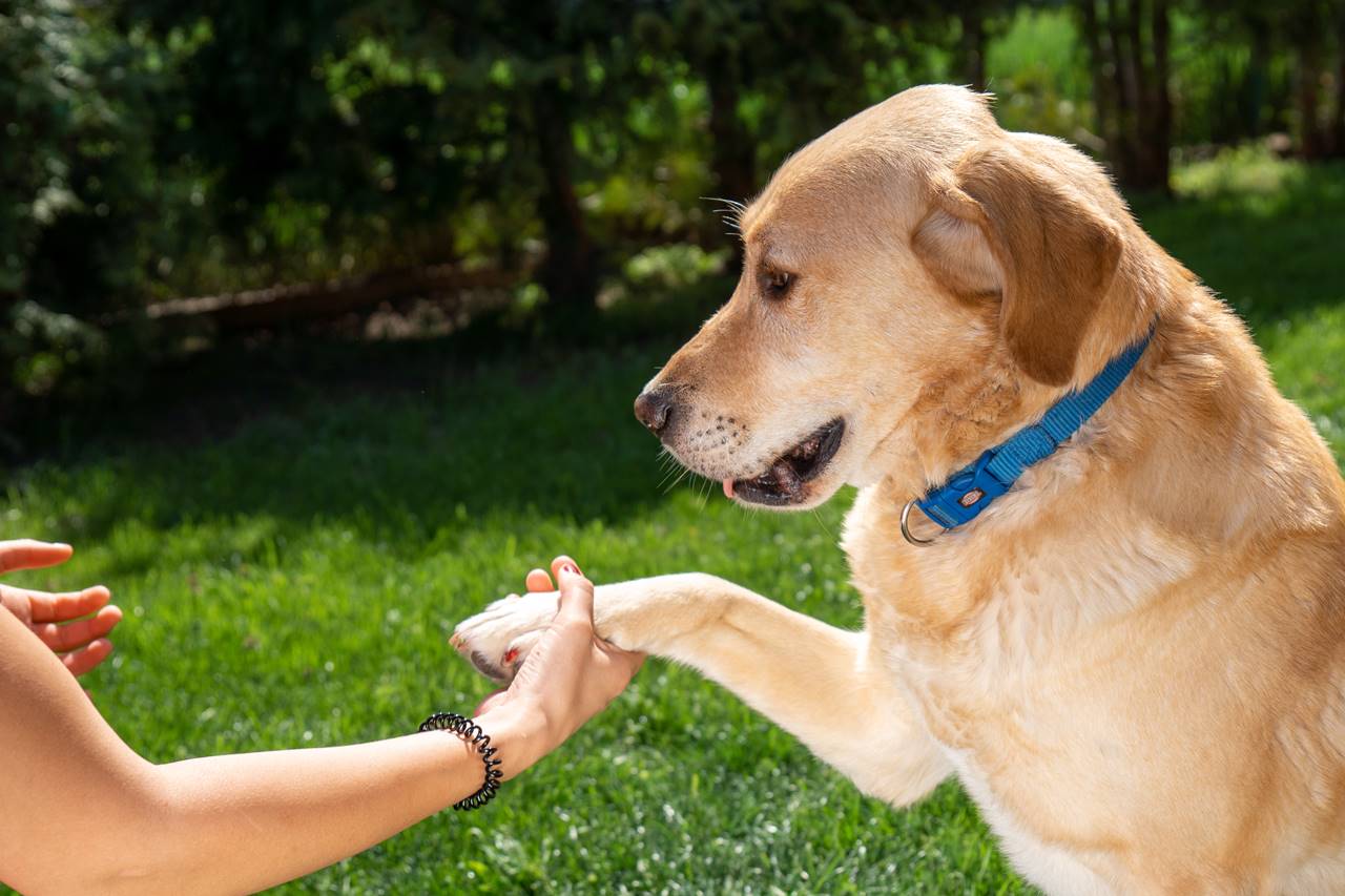 Nombres para perros marrones: Encuentra el nombre perfecto