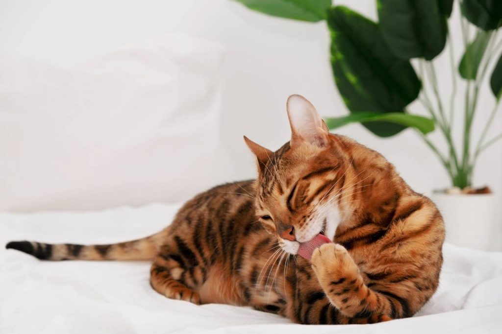 gatos tienen la lengua áspera