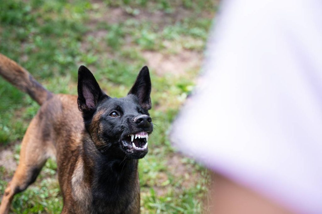 Descubre por qué los perros atacan a ciertas personas