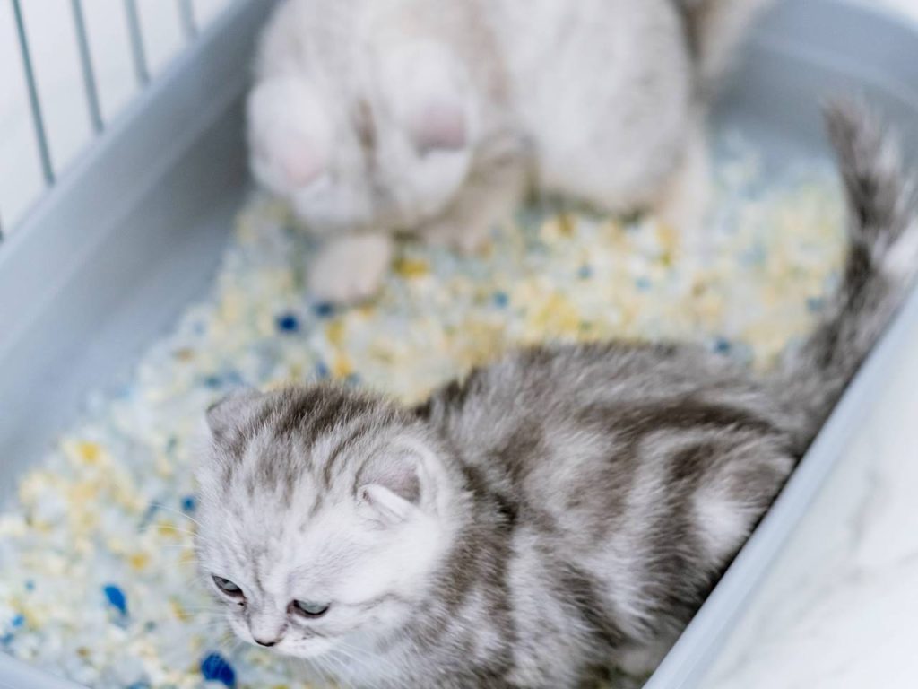 Descubre por qué tu gato duerme en el arenero