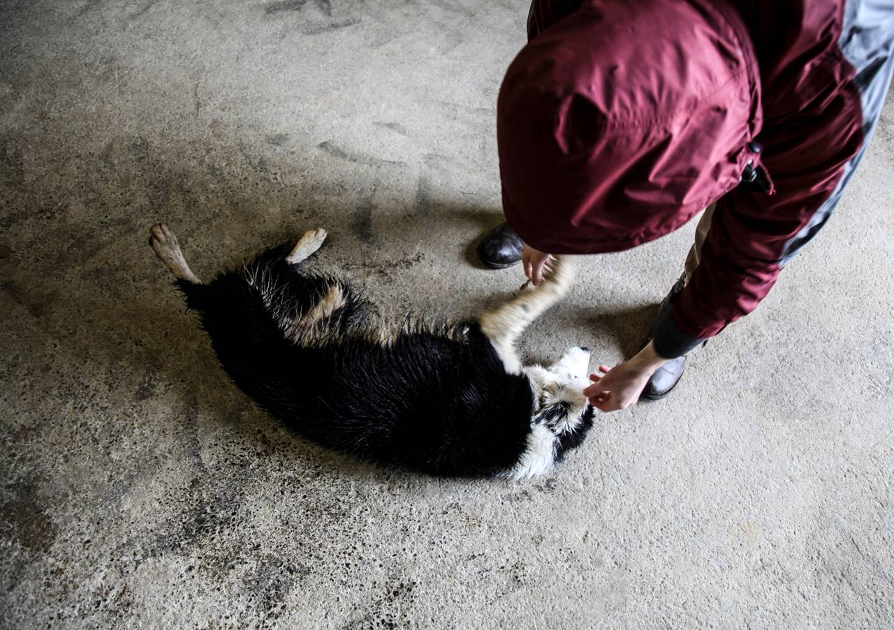 ¿Por qué mi perro se orina cuando lo acaricio?