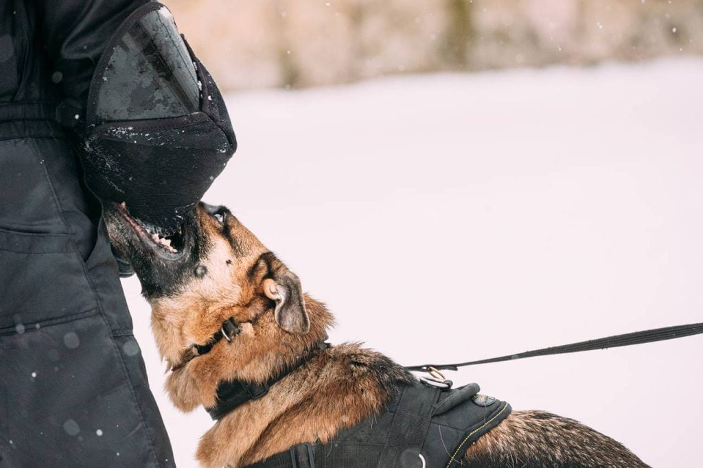 Descubre por qué tu perro te ataca sin razón Soluciones efectivas