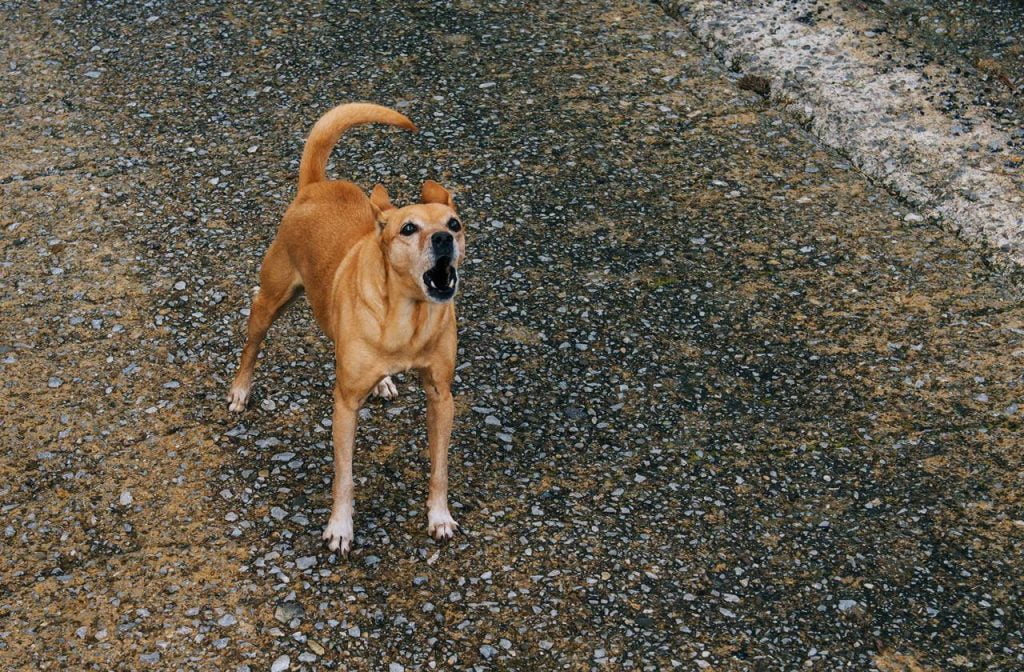 perro me ladra cuando lo regaño