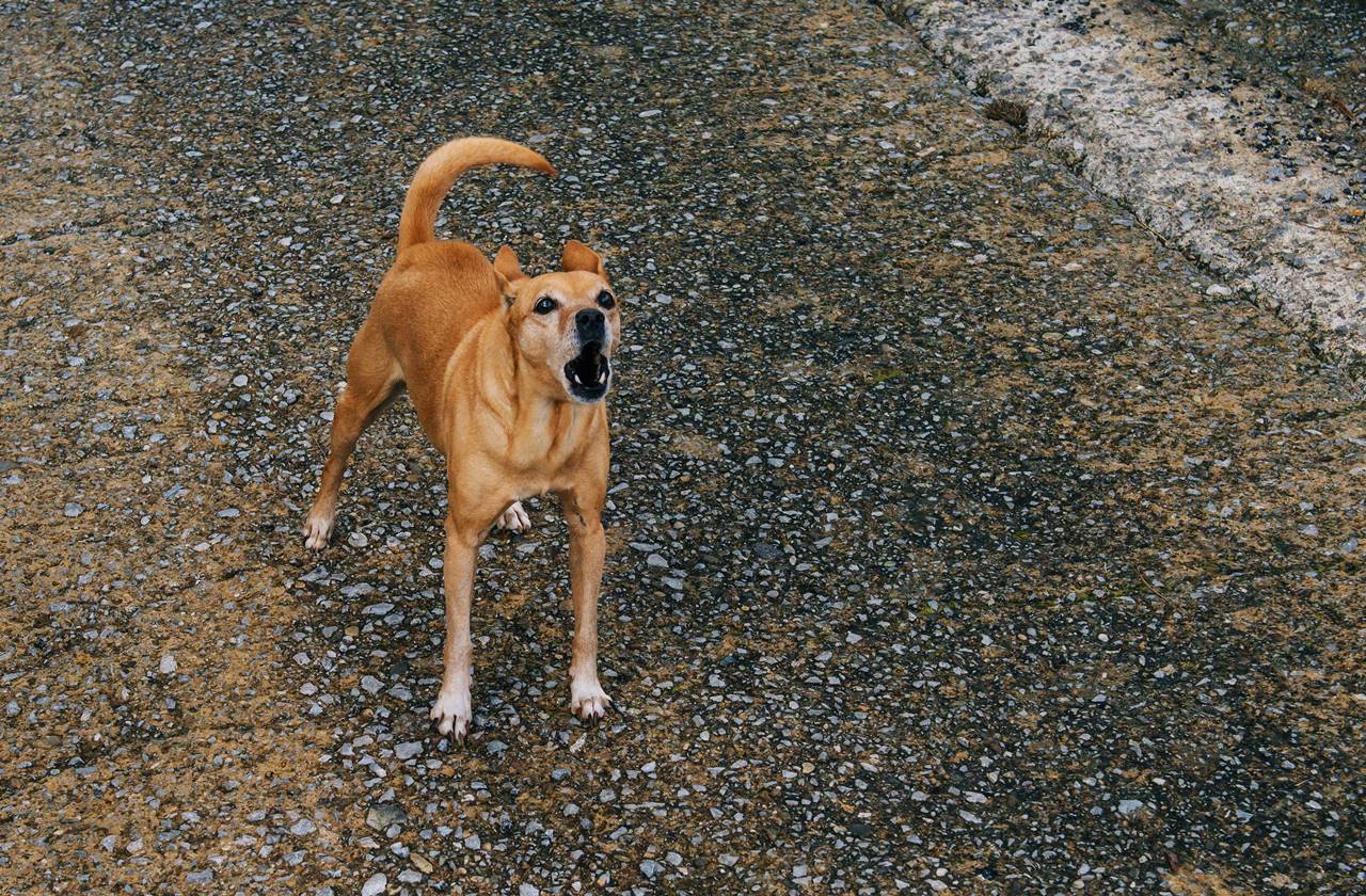 ¿Por qué mi perro me ladra cuando lo regaño?