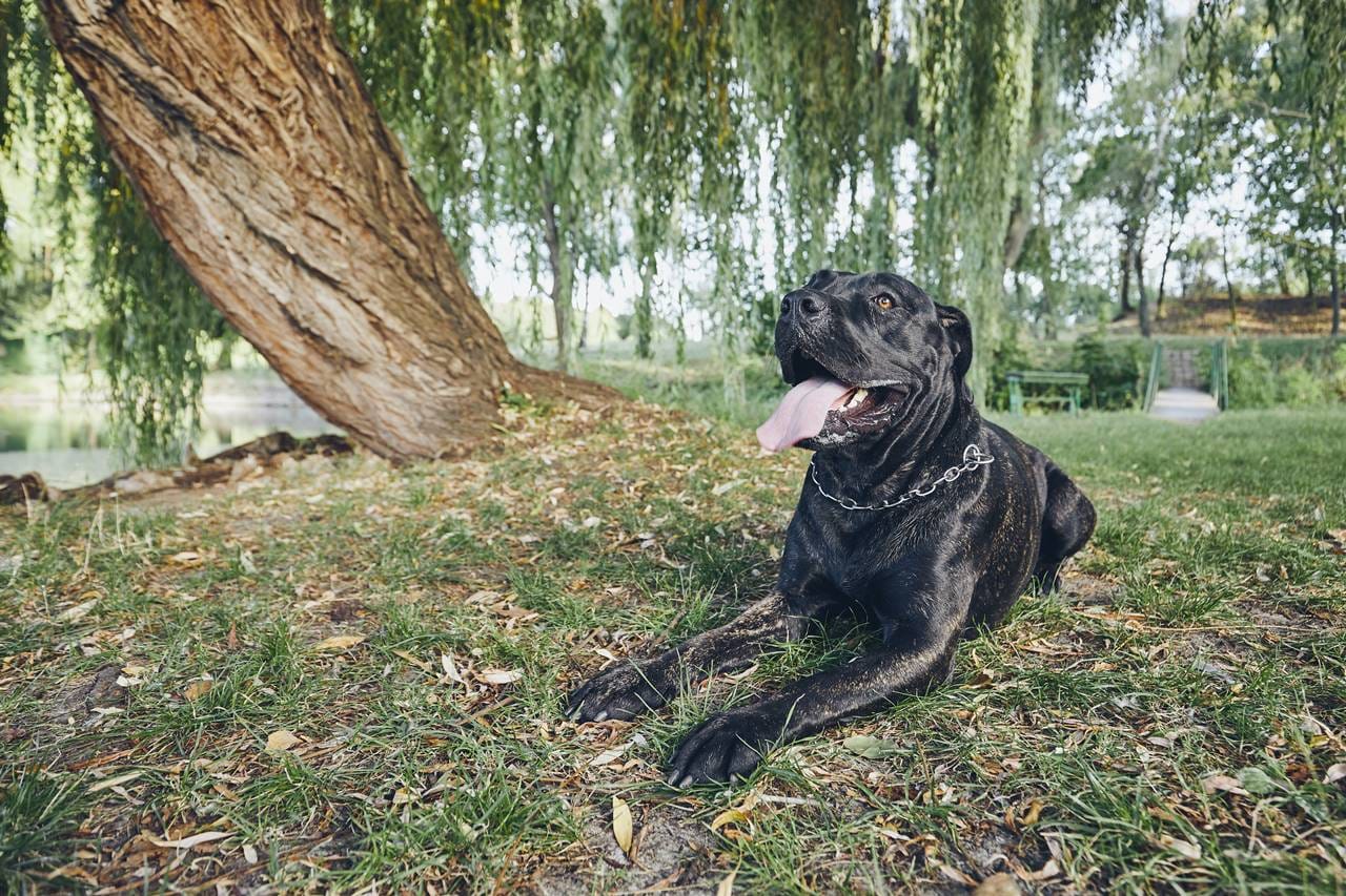 ¿El cane corso es una raza peligrosa?