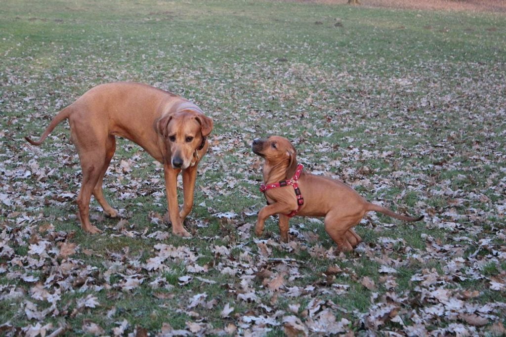 Dos perros machos se pueden pegar