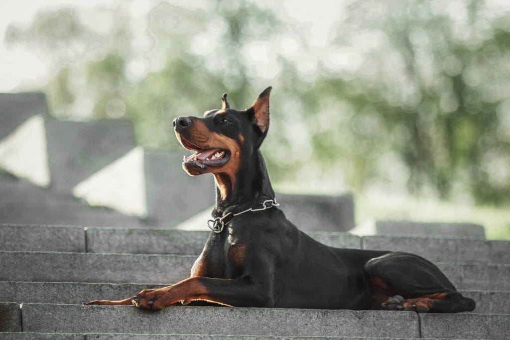 Descubre si el dóberman es un perro peligroso. Analizamos su temperamento, entrenamiento y comportamiento para desmitificar este mito.