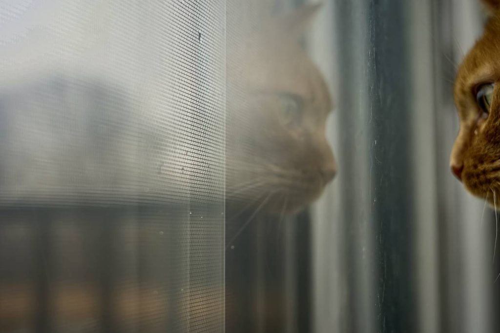 Descubre conmovedoras frases para gatos fallecidos que honran su memoria y expresan el amor eterno hacia nuestros amigos felinos.