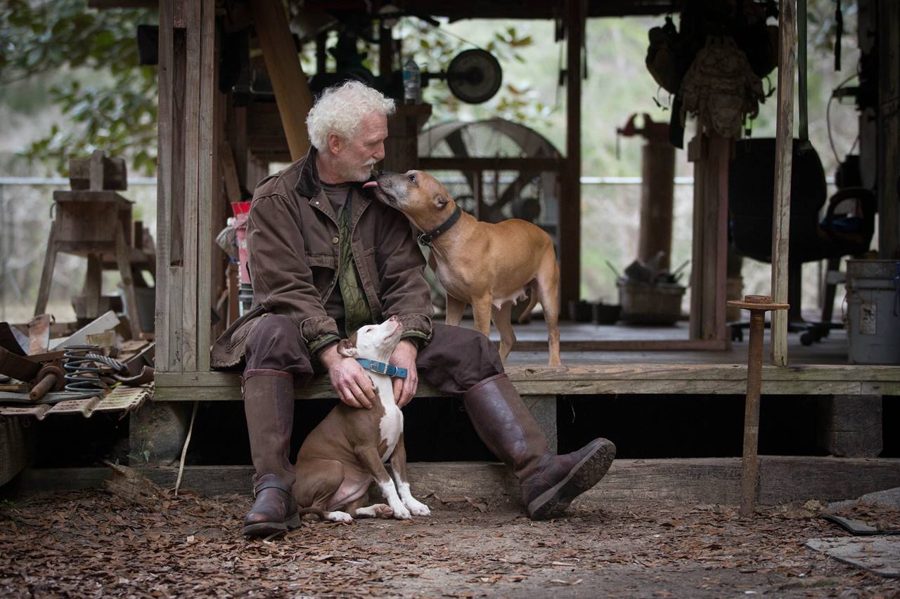 Las Mejores Razas de perros de compañía