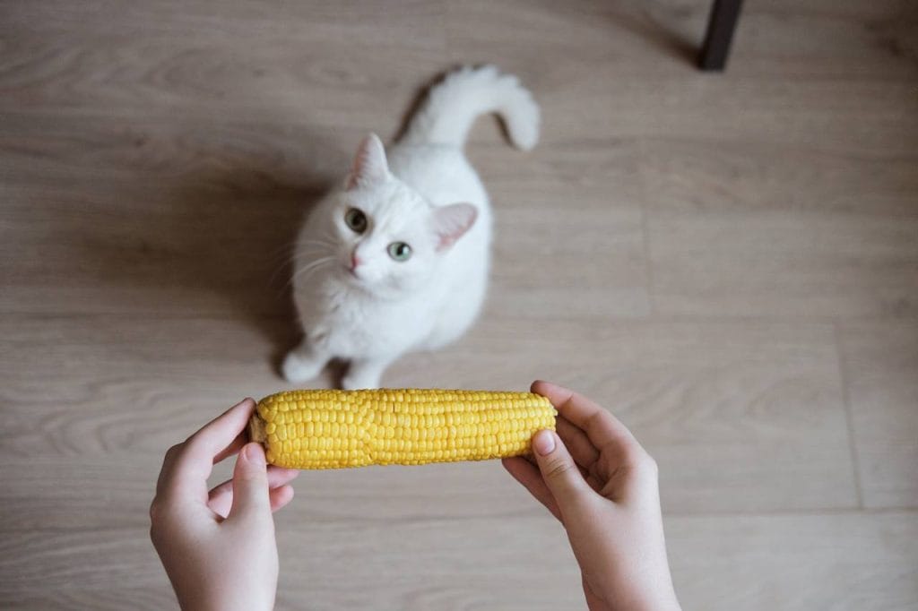 Los gatos pueden comer elote o maíz