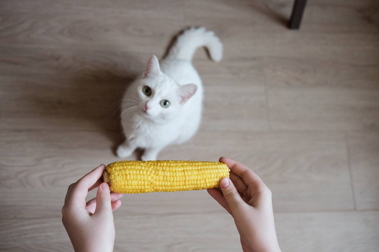 ¿Los gatos pueden comer elote o maíz?