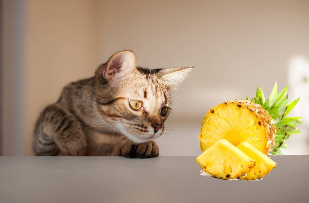 Los gatos pueden comer piña Beneficios y riesgos