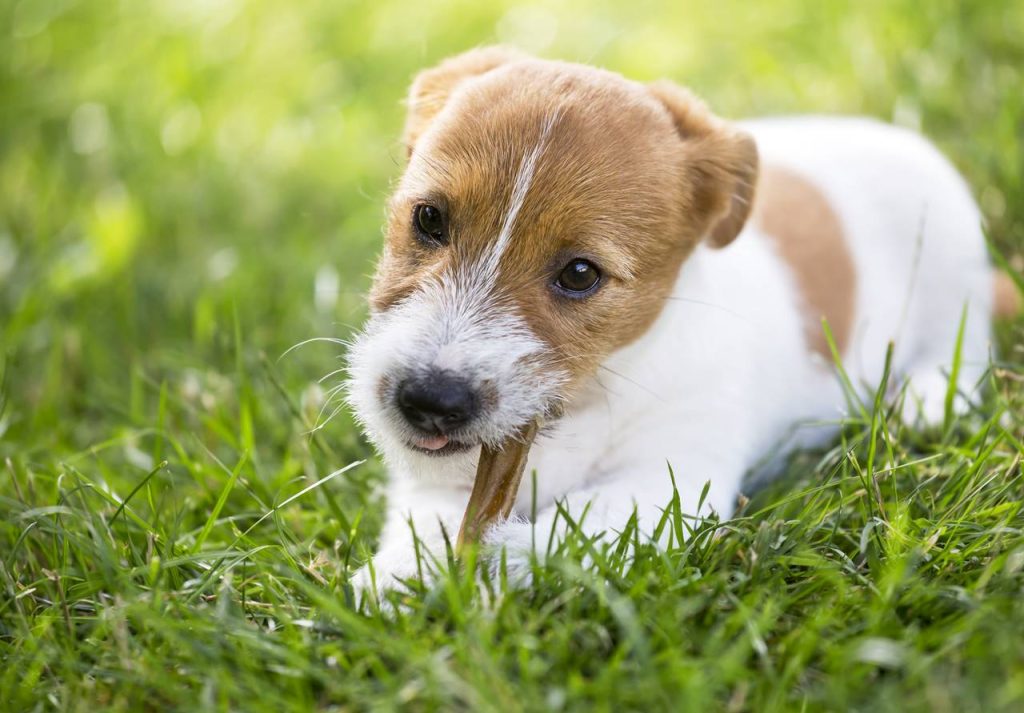 Los huesos se deshacen en el estómago de los perros