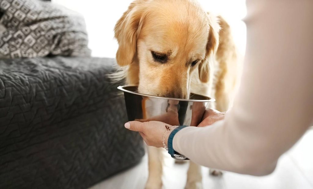 Los perros pueden comer frijoles