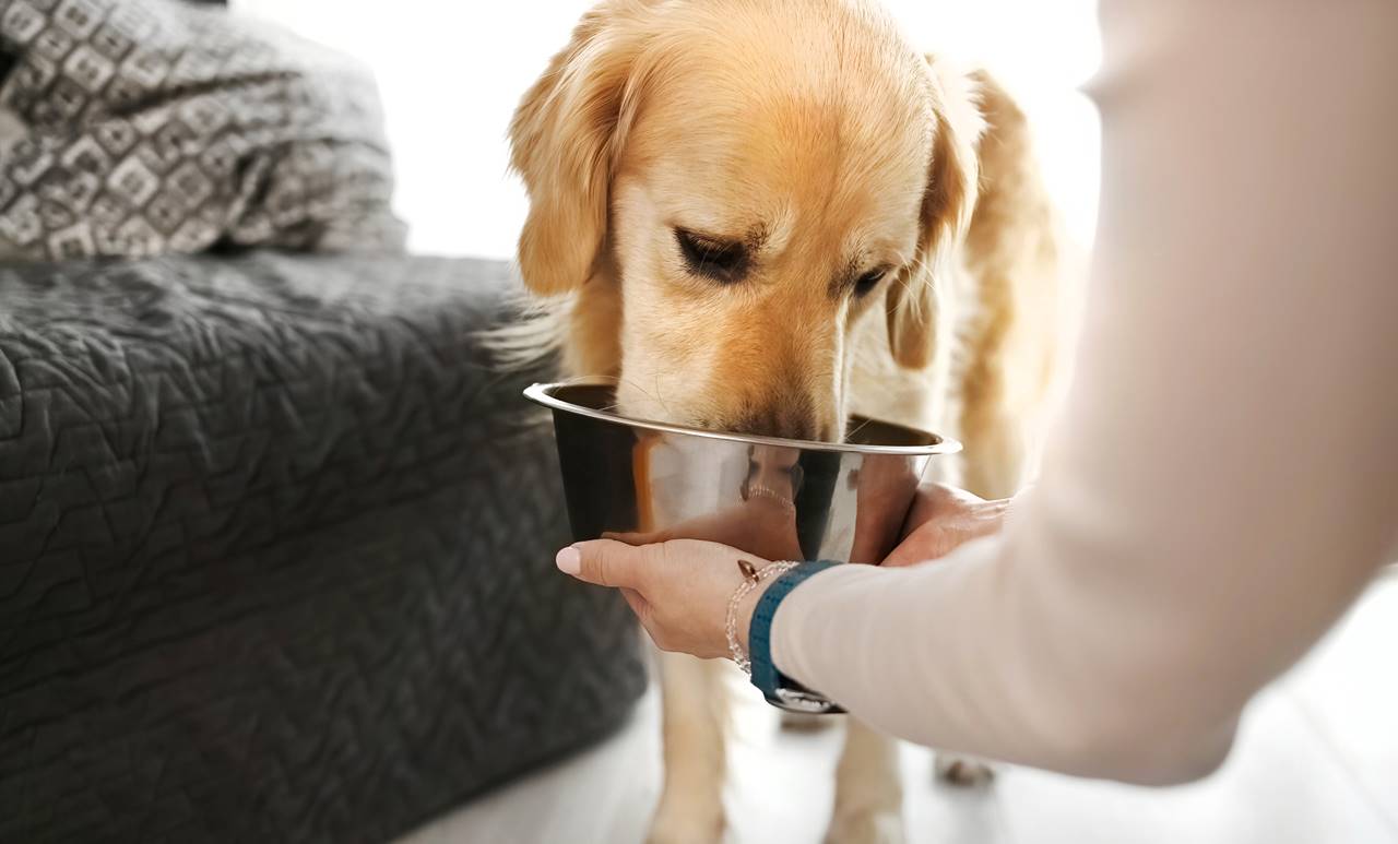 ¿Los perros pueden comer frijoles? Lo que necesitas saber