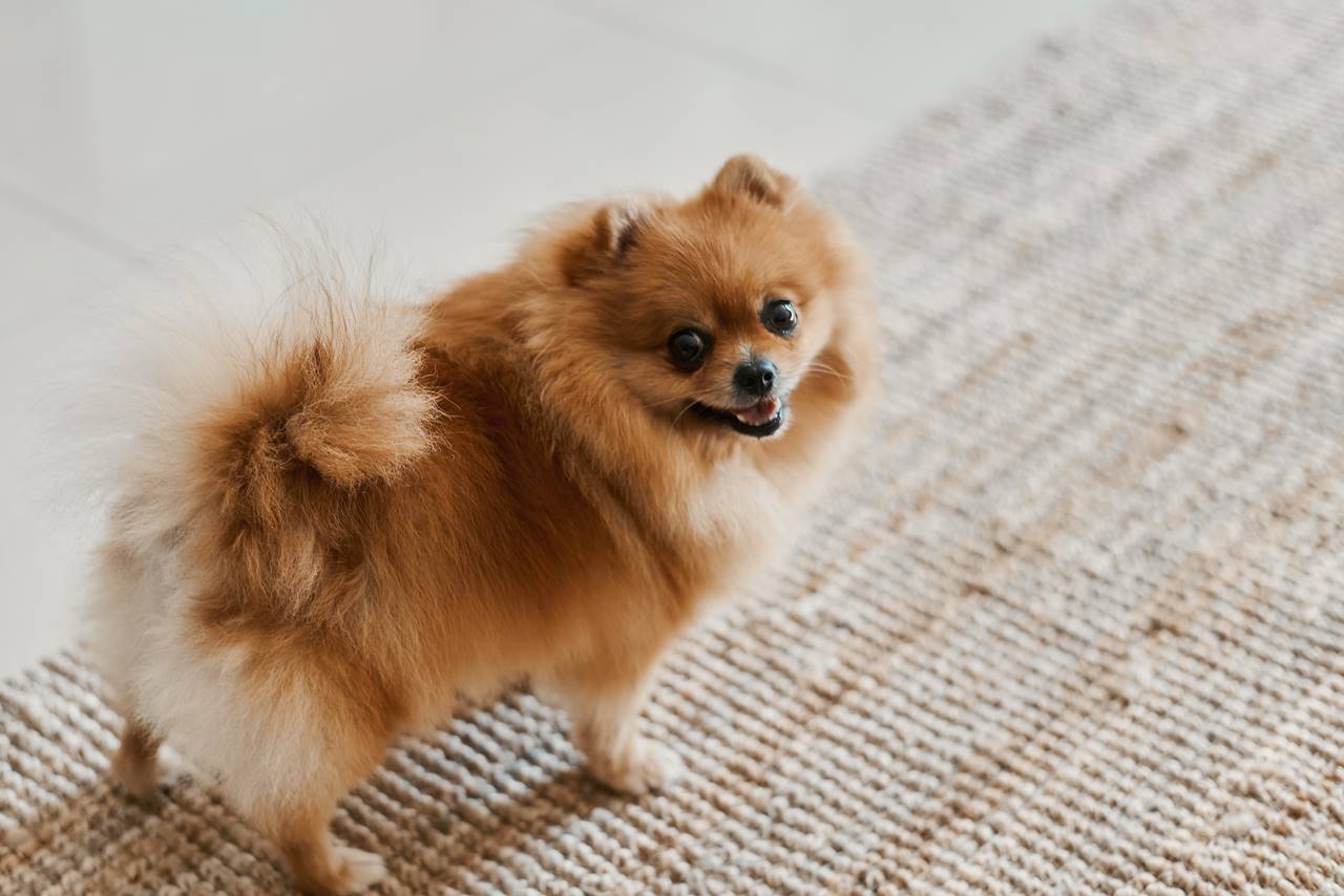 Nombres para perros pomerania