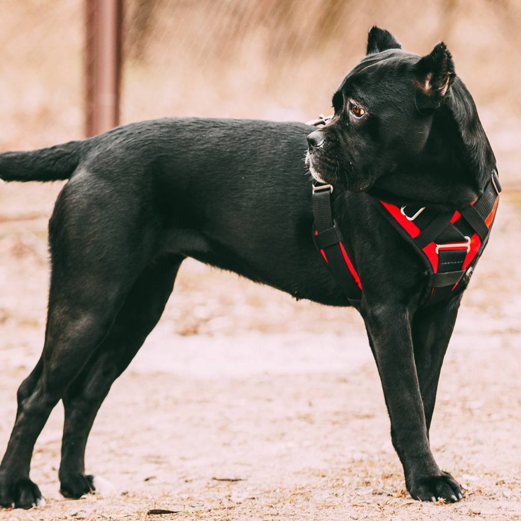 Perro Cane Corso o Mastín Italiano