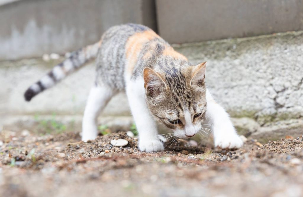 Por qué los gatos entierran sus heces