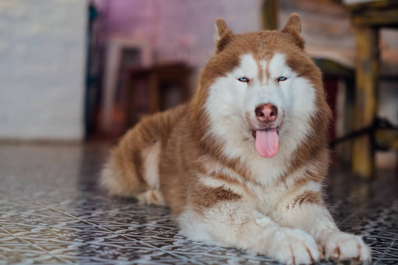 ¿Por qué los perros sacan la lengua?