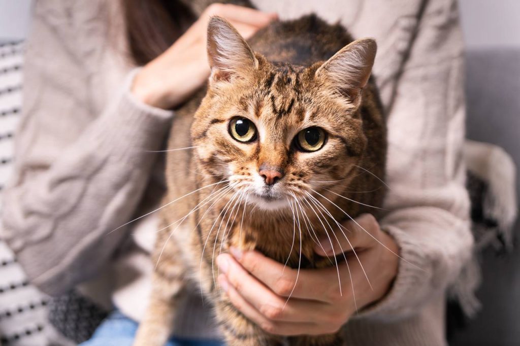 Descubre por qué tu gato te amasa la barriga