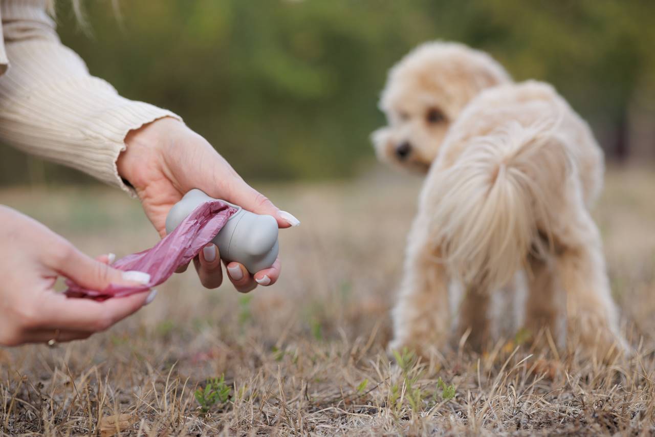 ¿Por qué mi perro hace caca en casa si antes no lo hacía?