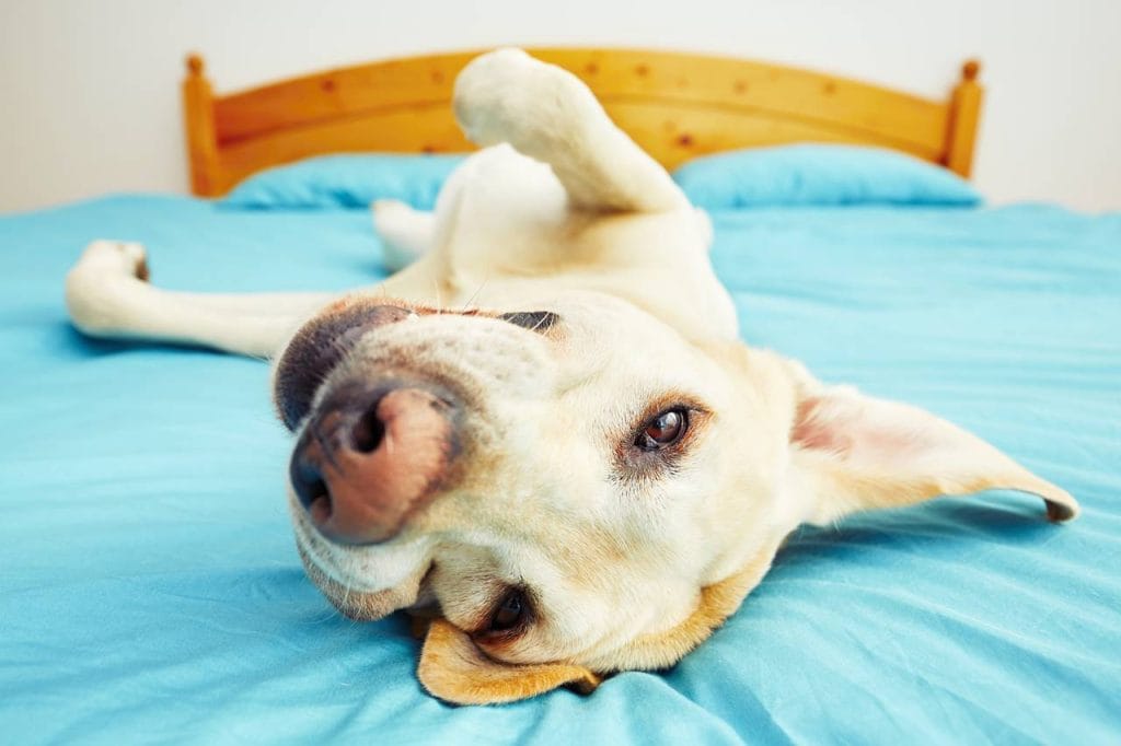 Por qué mi perro se revuelca en mi cama