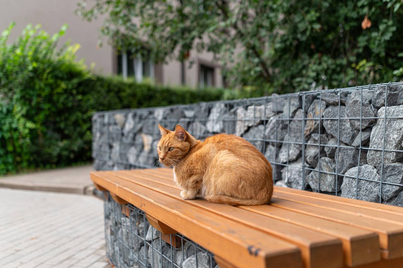 Mi gato pasa mucho tiempo solo: ¿Es normal?