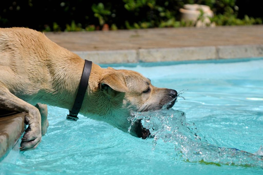 Por qué tu perro está obsesionado con beber agua