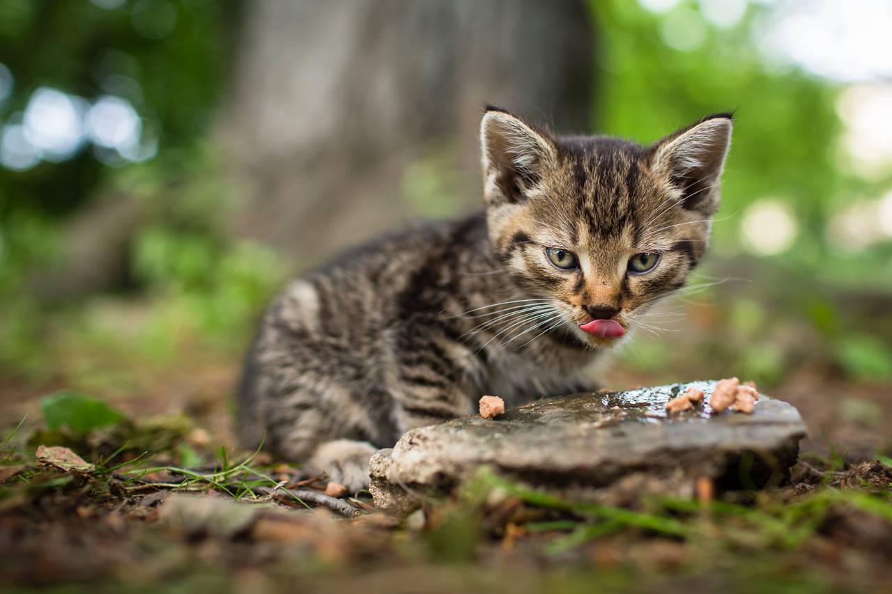 ¿Qué darle de comer a un gato de 2 meses?