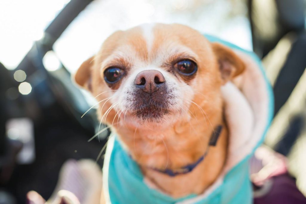 Razas de Perros Miedosos Más Comunes