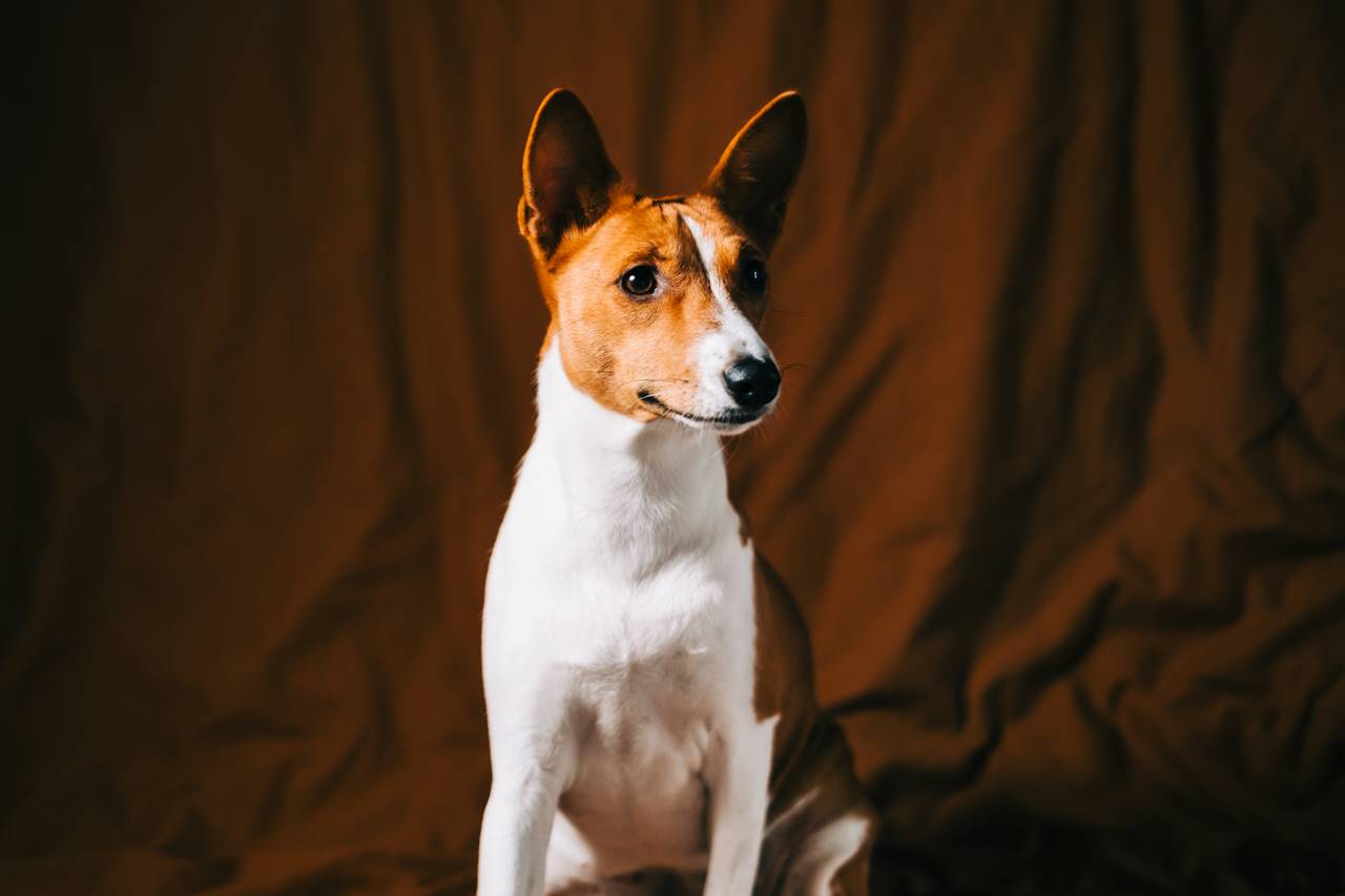 Razas de Perros que Pueden Quedarse Solos