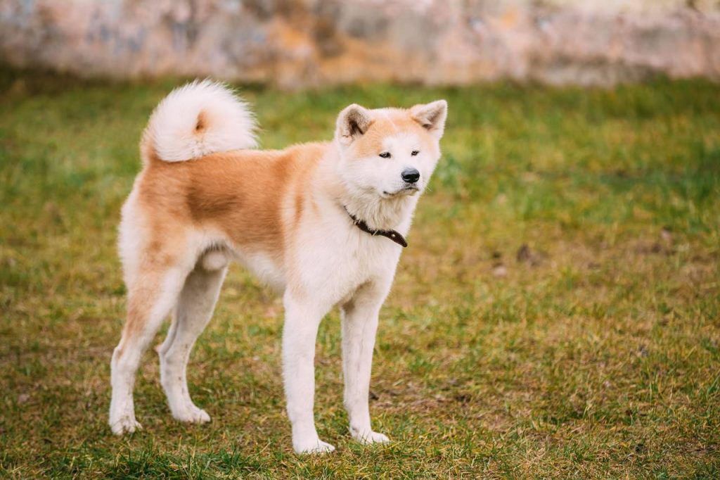 Razas de perros con A Conoce a tus Futuras Mascotas - Akita 