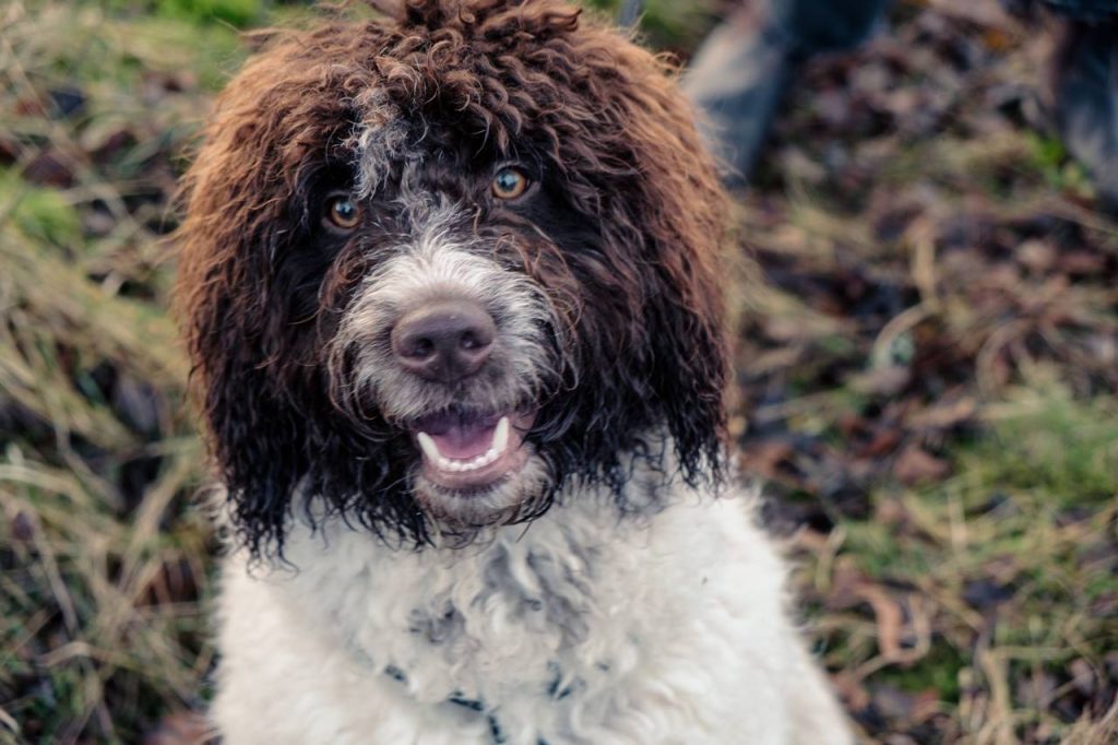 Razas de perros mestizos Todo lo que Necesitas Saber Labradoole