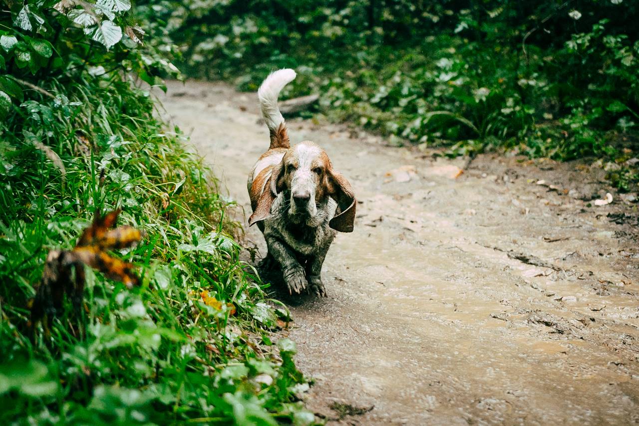 Razas de perros sabuesos: Todo lo que Necesitas Saber