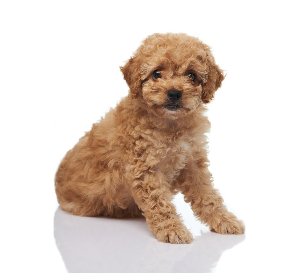 Perro Caniche o Poodle Toy