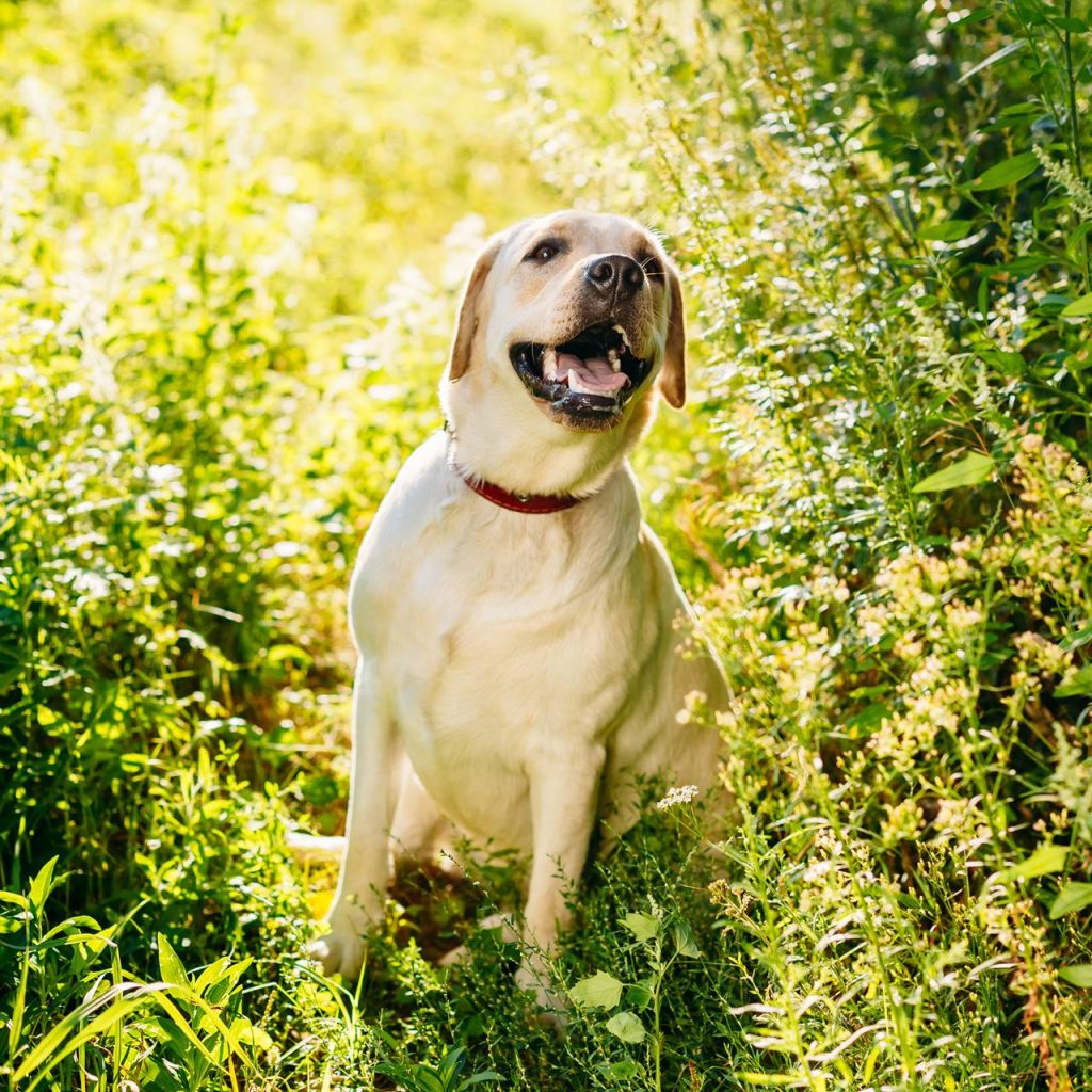 Todo sobre el Perro Labrador Retriever