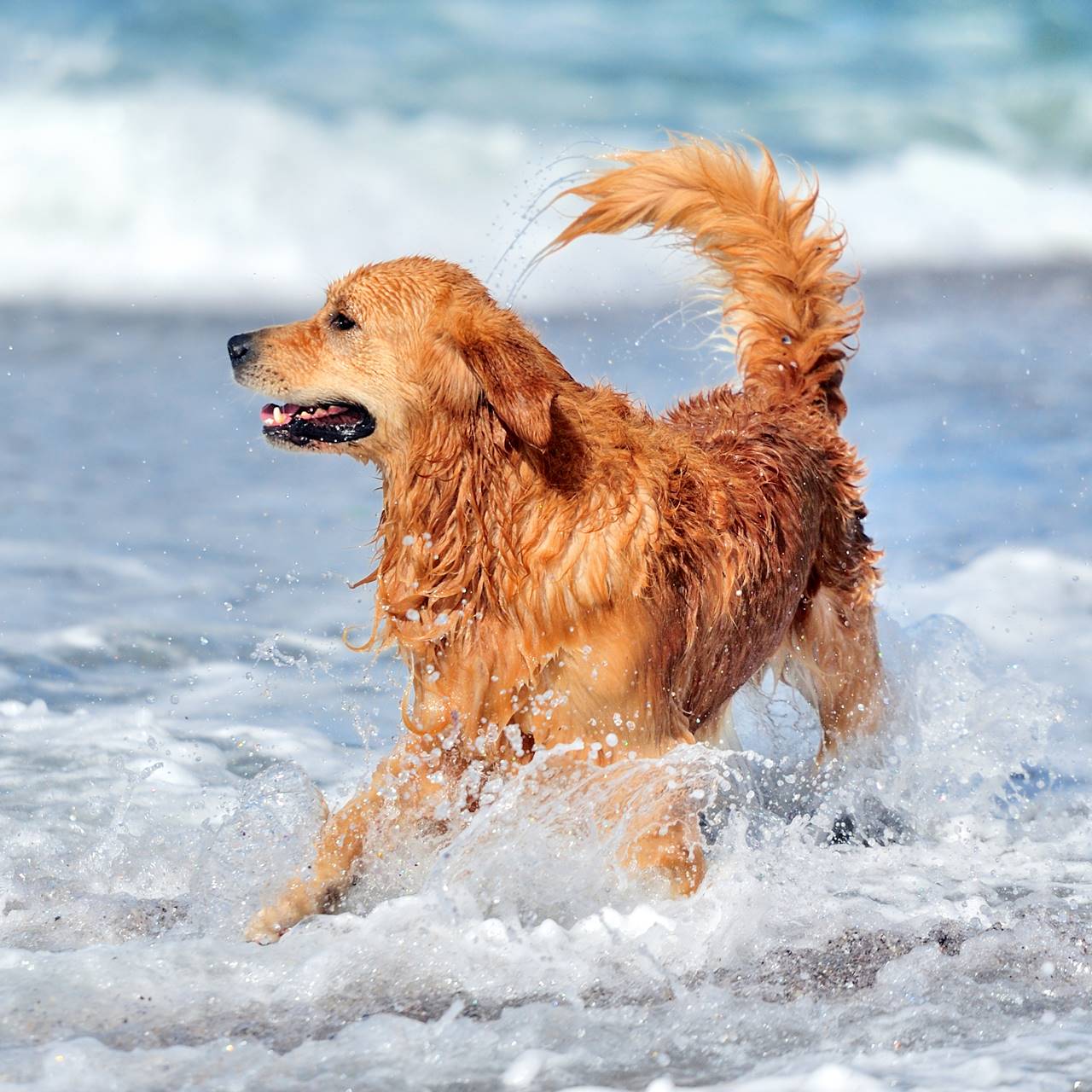 Perro Golden Retriever