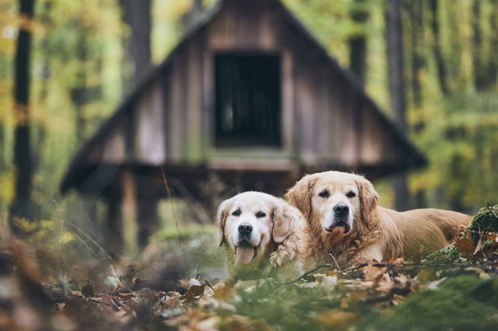 Transforma el Comportamiento en Perros Mayores Soluciones Efectivas