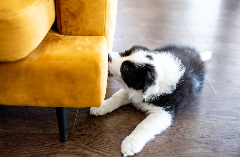 a que edad los perros dejan de morder todo