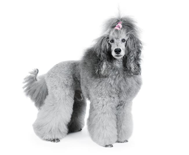 caniche gigante o poodle estandar