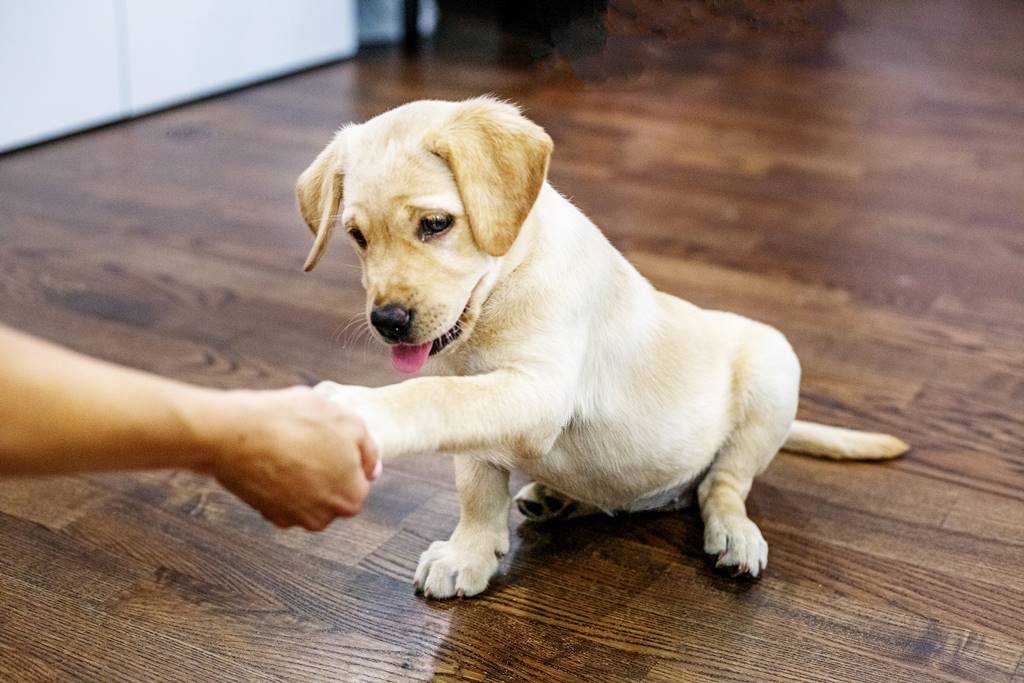 como educar a un perro labrador de manera efectiva