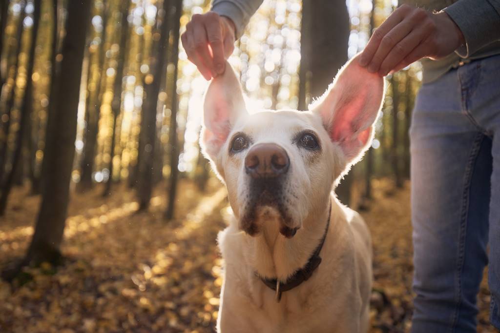 ¿Cómo educar a un perro sordo?