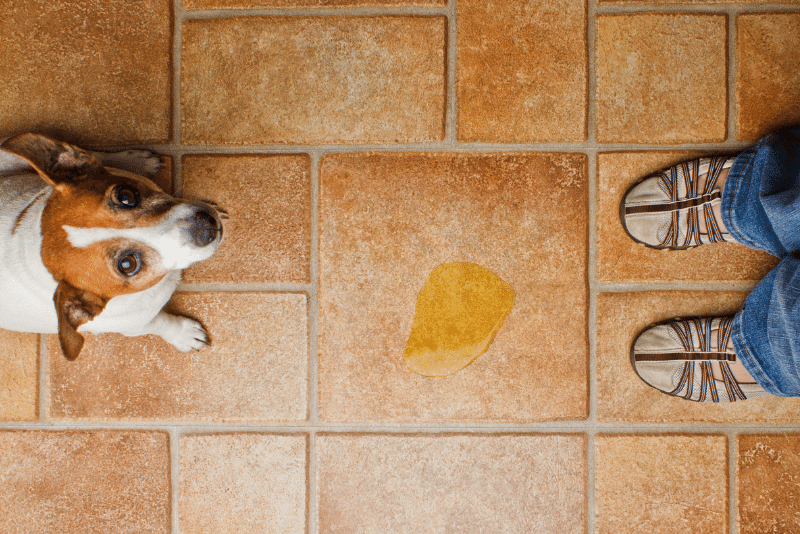 ¿Cómo eliminar el olor a orina de perro de manera efectiva?