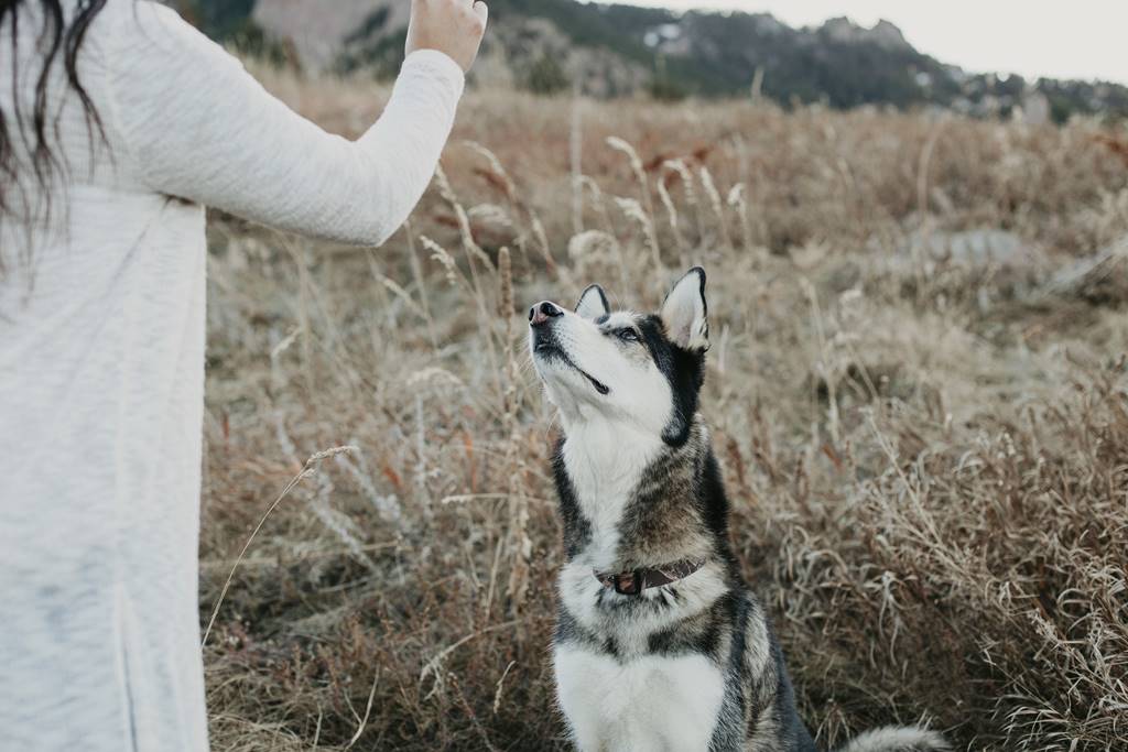 Cómo Enseñar a un Perro a Obedecer de Manera Efectiva