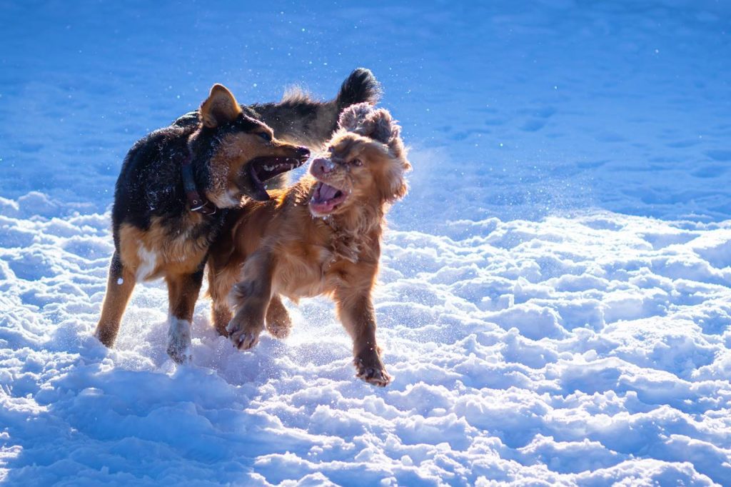 como evitar que dos perros machos se peleen