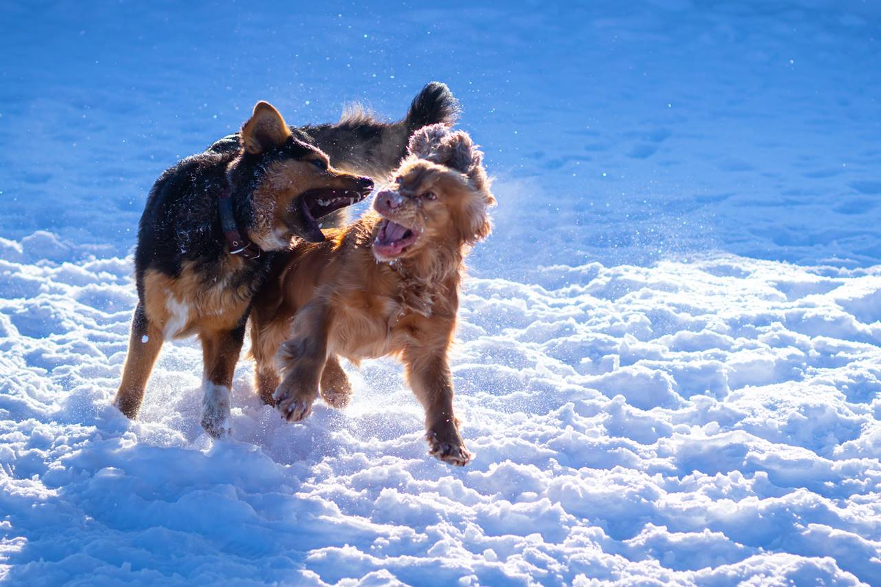 ¿Cómo hacer que dos perros machos no se peleen?