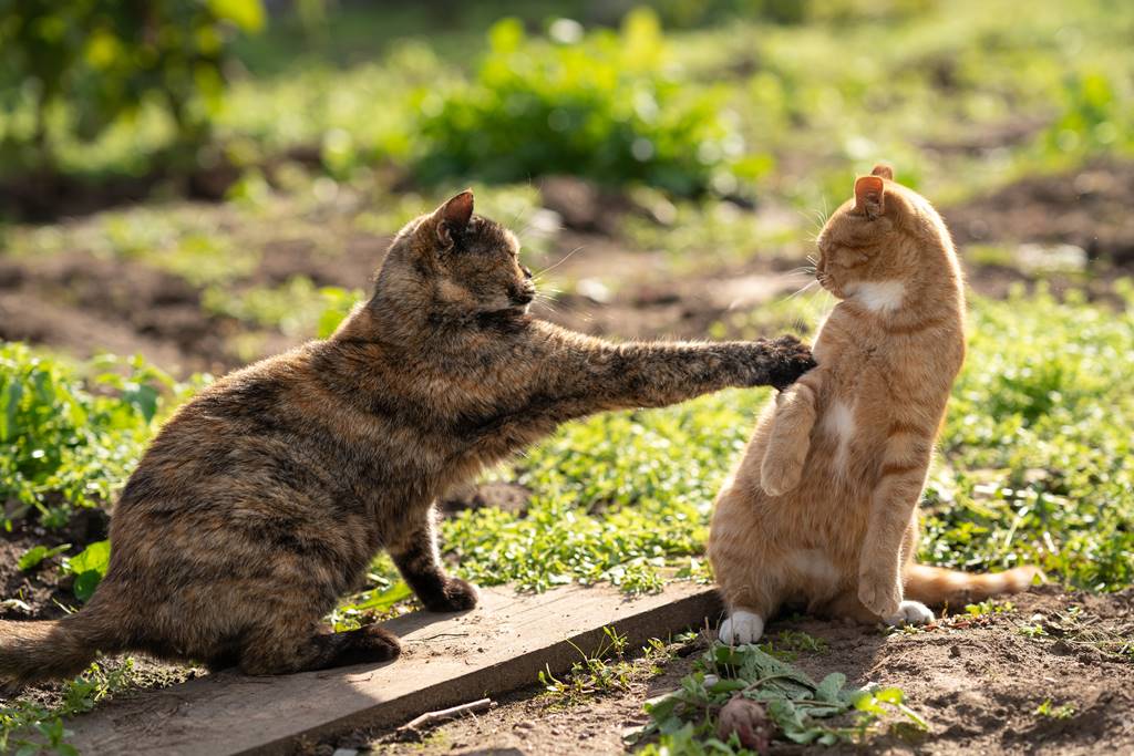 ¿Cómo hacer que un gato acepte a otro?