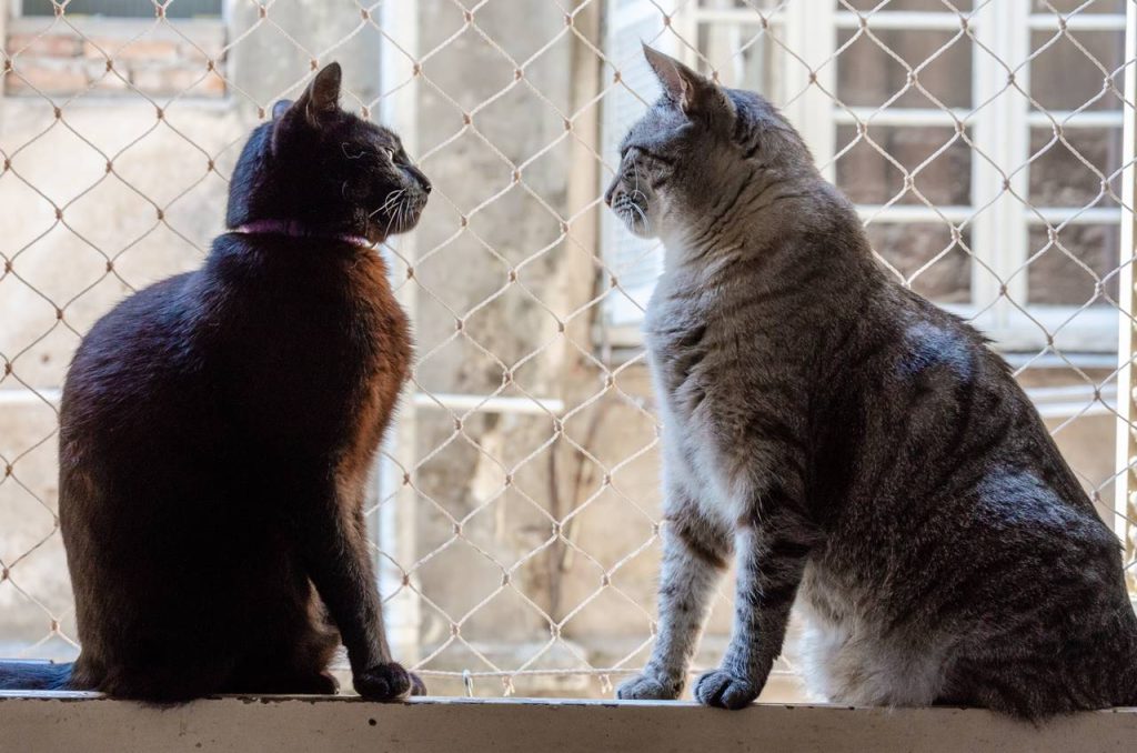 como presentar dos gatos